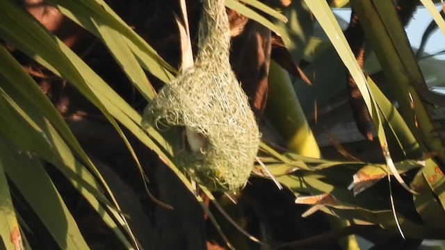 Tejedor Baya - ML652585713