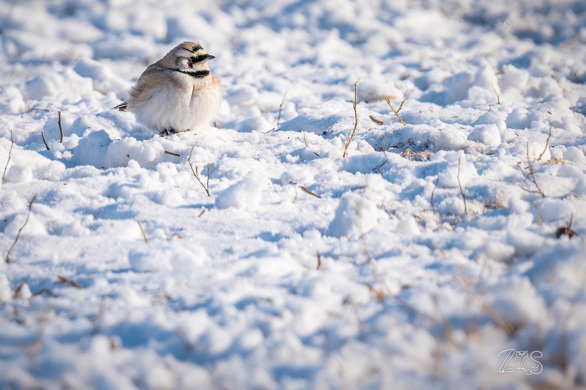 ハマヒバリ - ML652585828