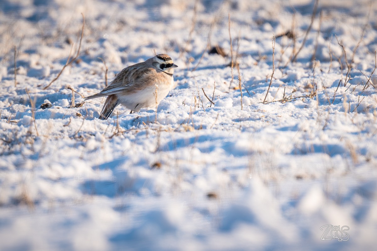 ハマヒバリ - ML652585829