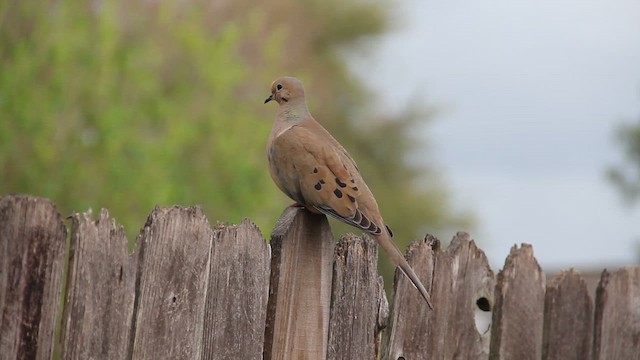 Zenaida Huilota - ML652585984