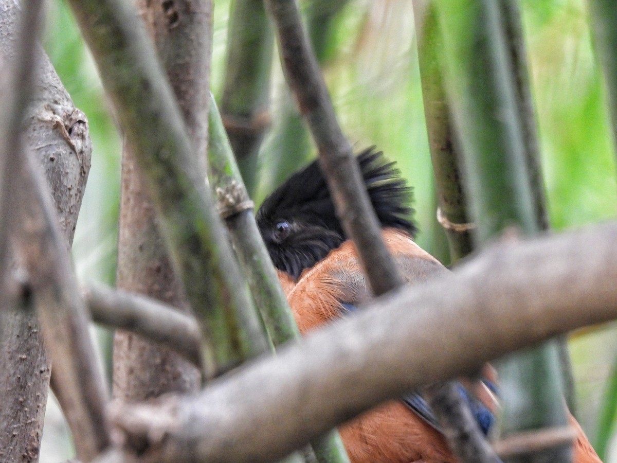 Rufous Sibia - ML652586030