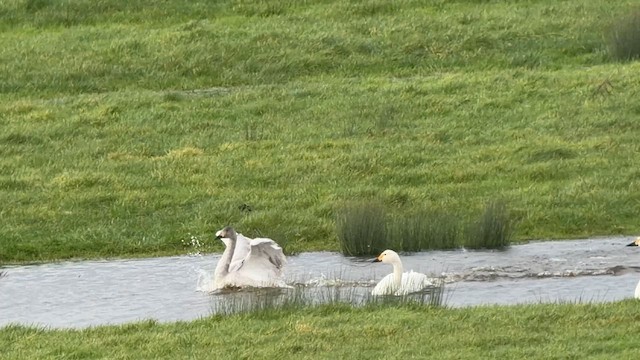 Cisne Chico - ML652586100