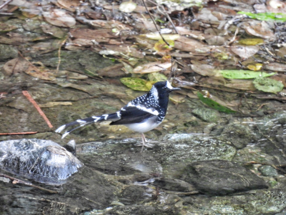 Spotted Forktail - ML652586136