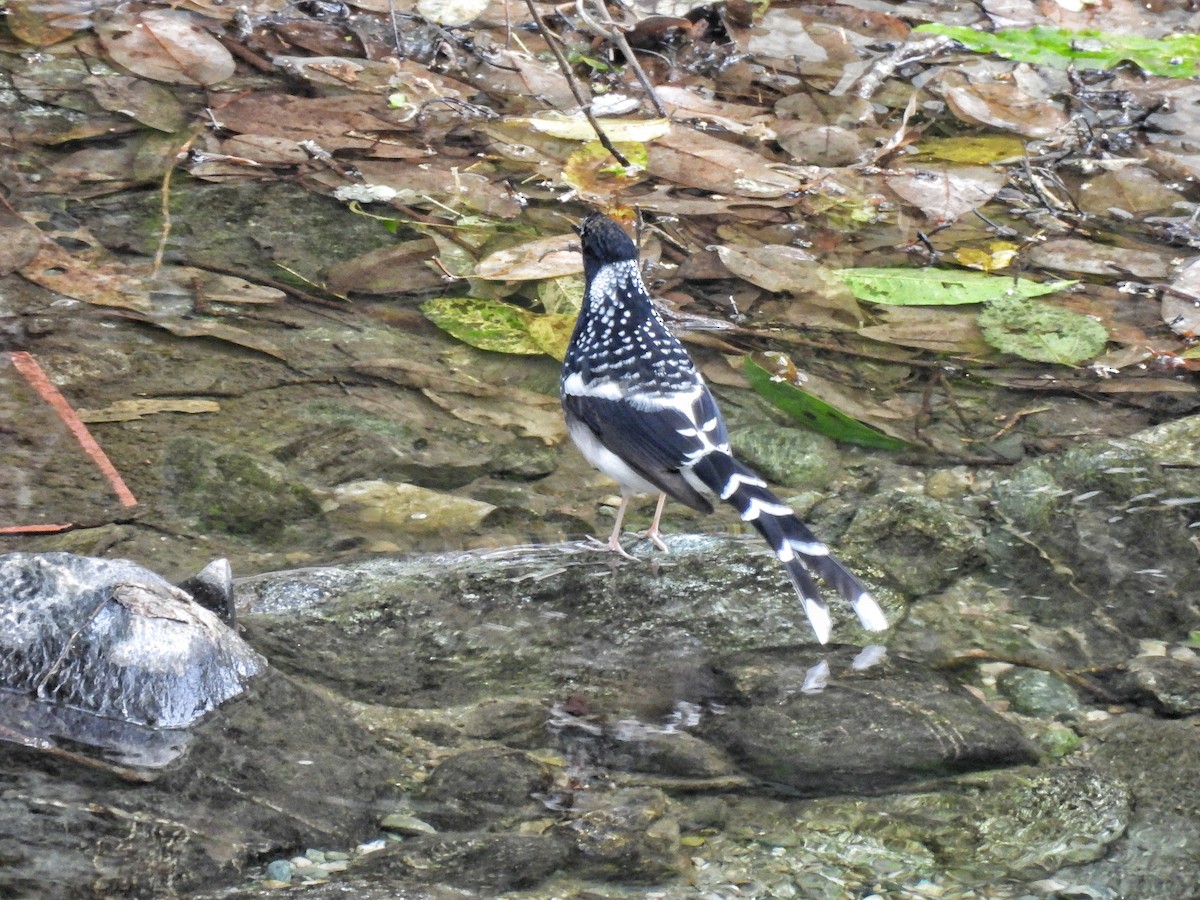 Spotted Forktail - ML652586137