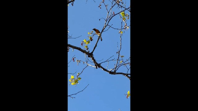 Turpial Enmascarado - ML652586280