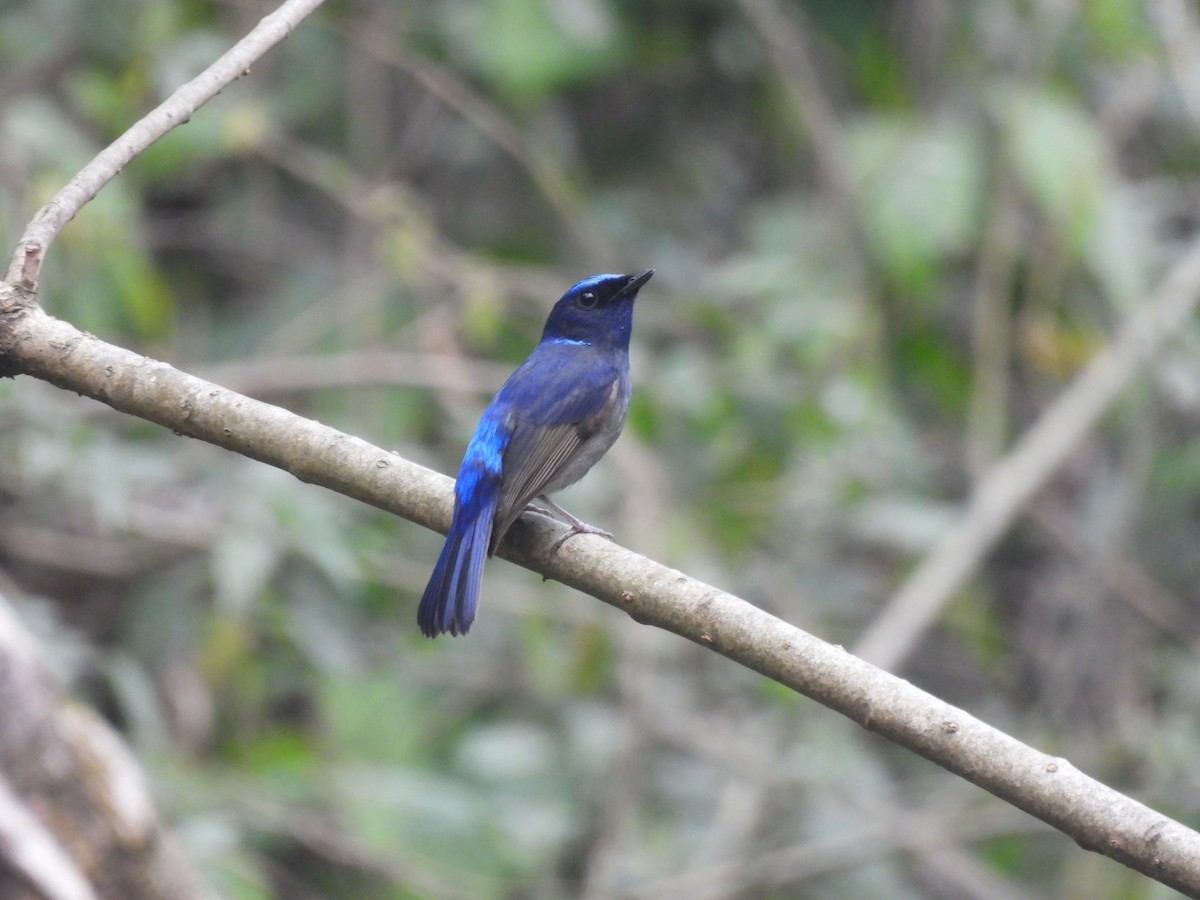 Small Niltava - ML652586298