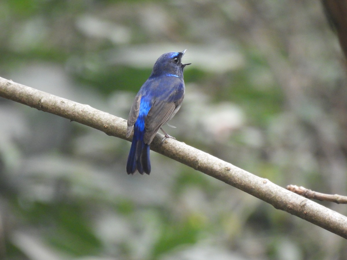 Small Niltava - ML652586301