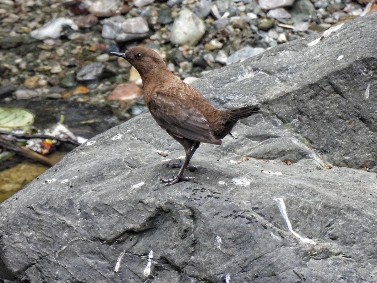 Brown Dipper - ML652586328