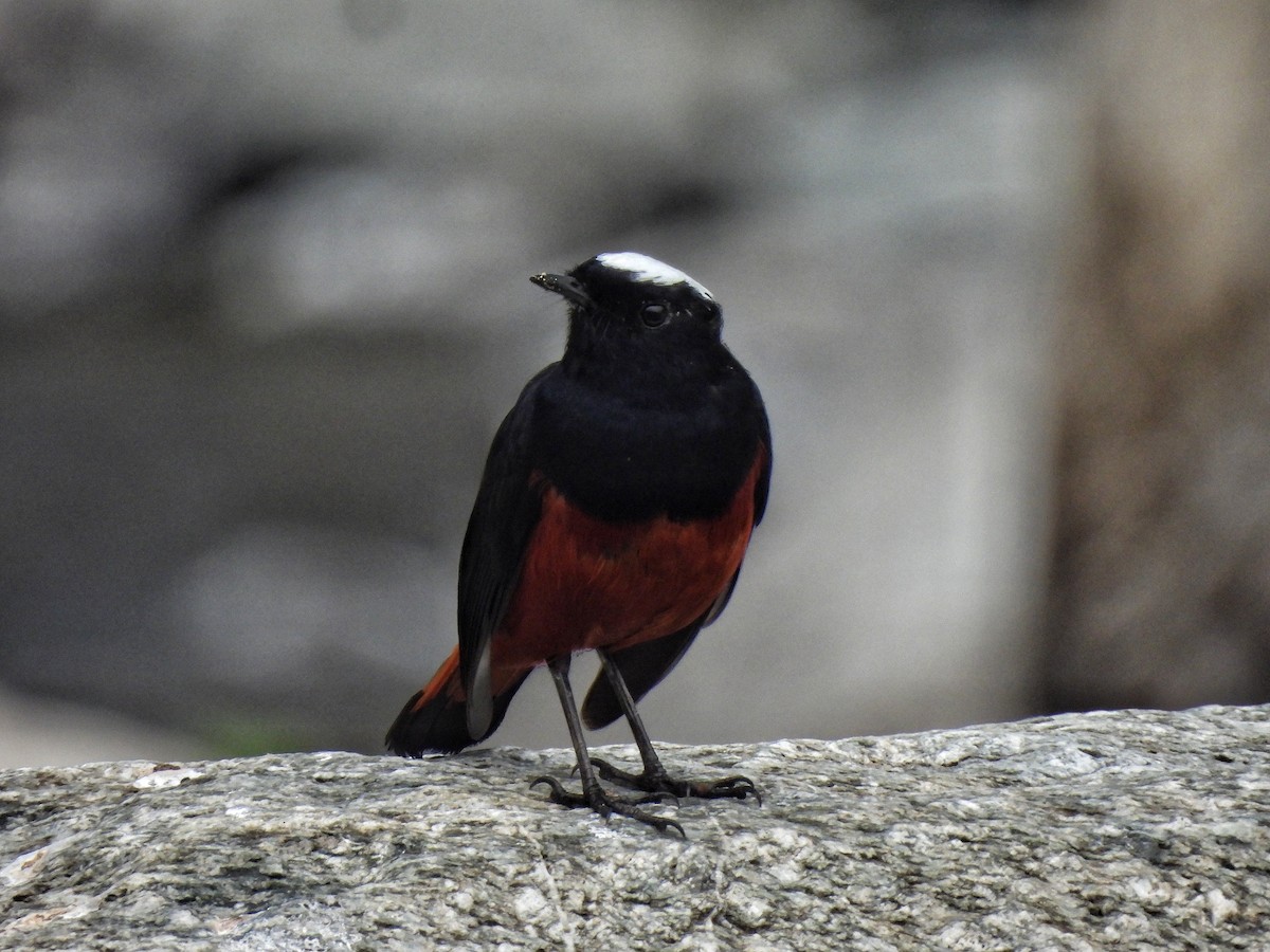 White-capped Redstart - ML652586381