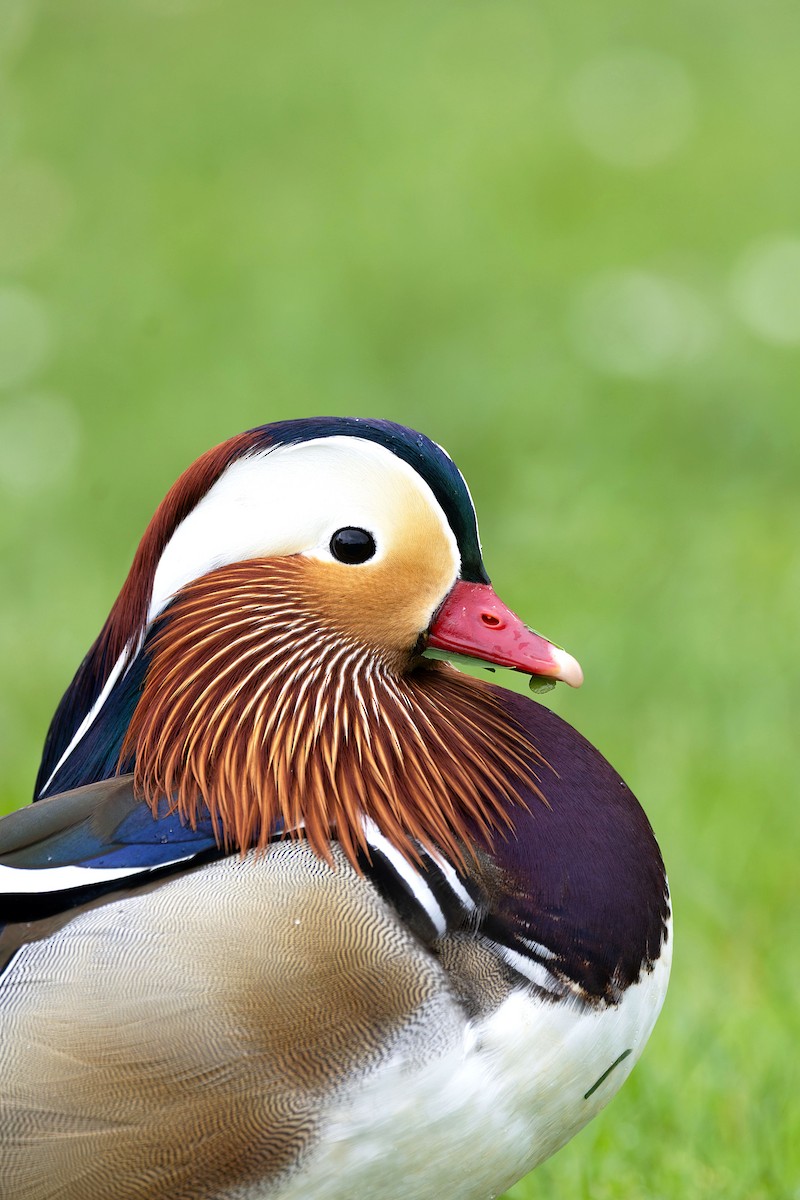 Мандаринка - ML652586398