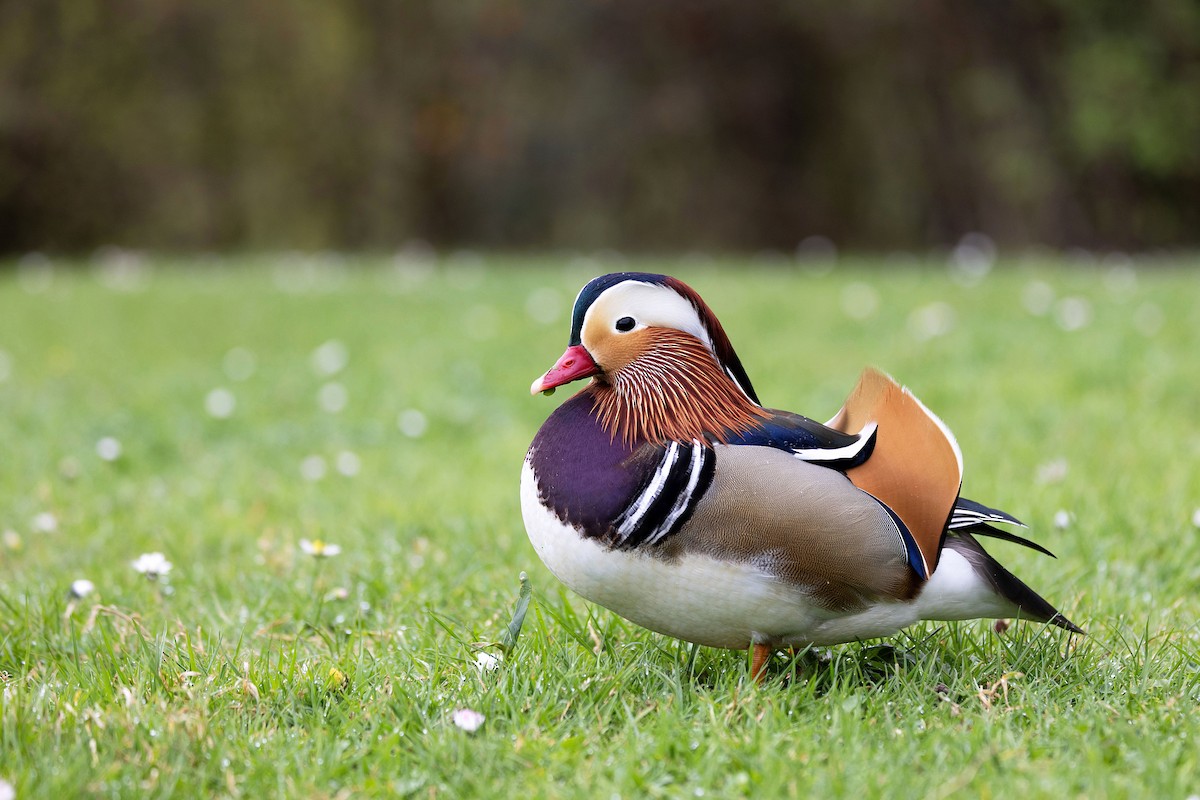 Мандаринка - ML652586399