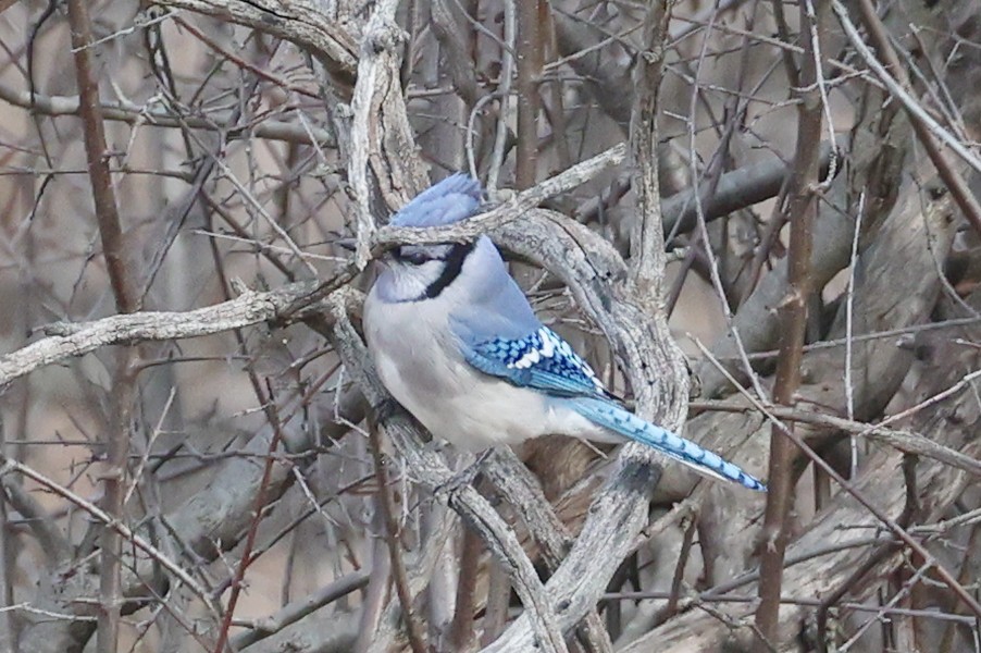 Blue Jay - ML652586567