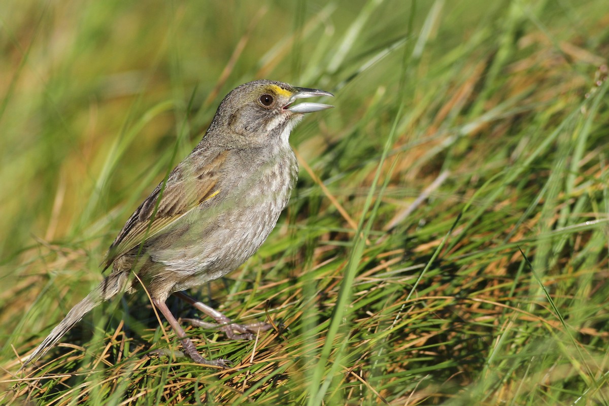 Seaside Sparrow (Atlantic) - ML65258671