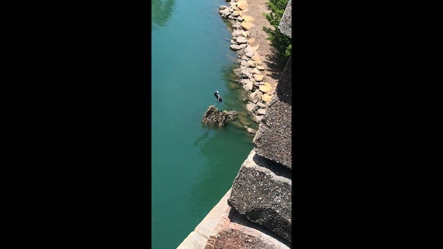 Garceta Tricolor - ML652586912