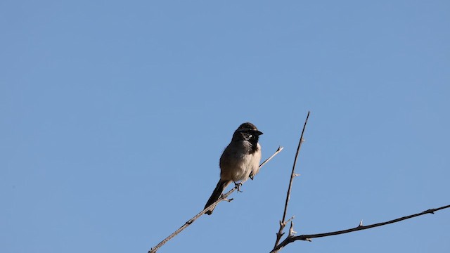 Chingolo Gorjinegro - ML652586956