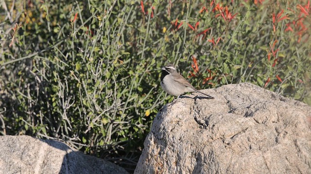Chingolo Gorjinegro - ML652586963