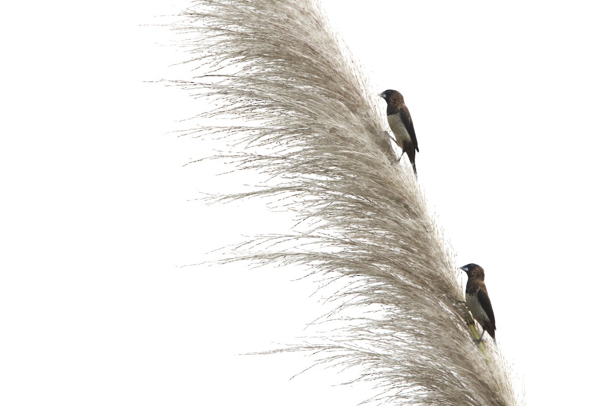 Beyaz Belli Munya - ML652587260