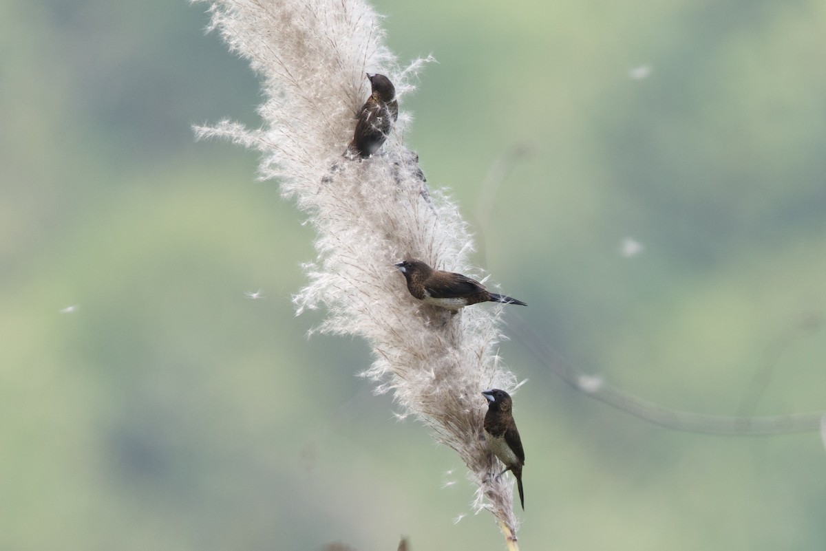 Beyaz Belli Munya - ML652587271