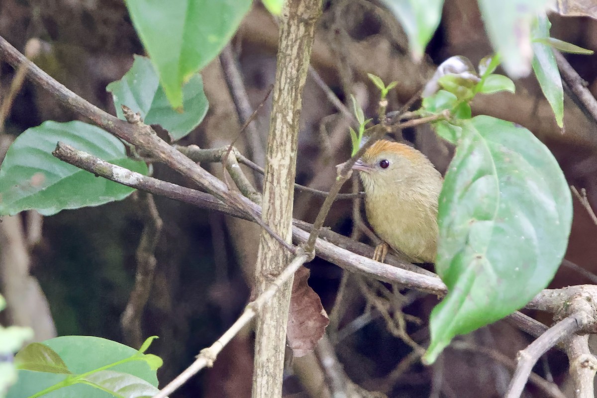 Kızıl Başlı Çalı Timalyası - ML652587298