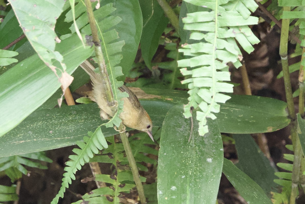 Kızıl Başlı Çalı Timalyası - ML652587300