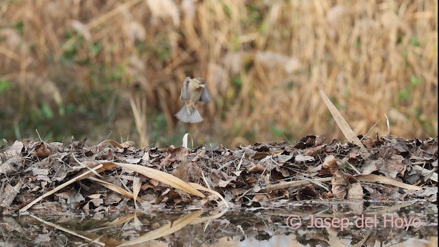 家麻雀 - ML652587307