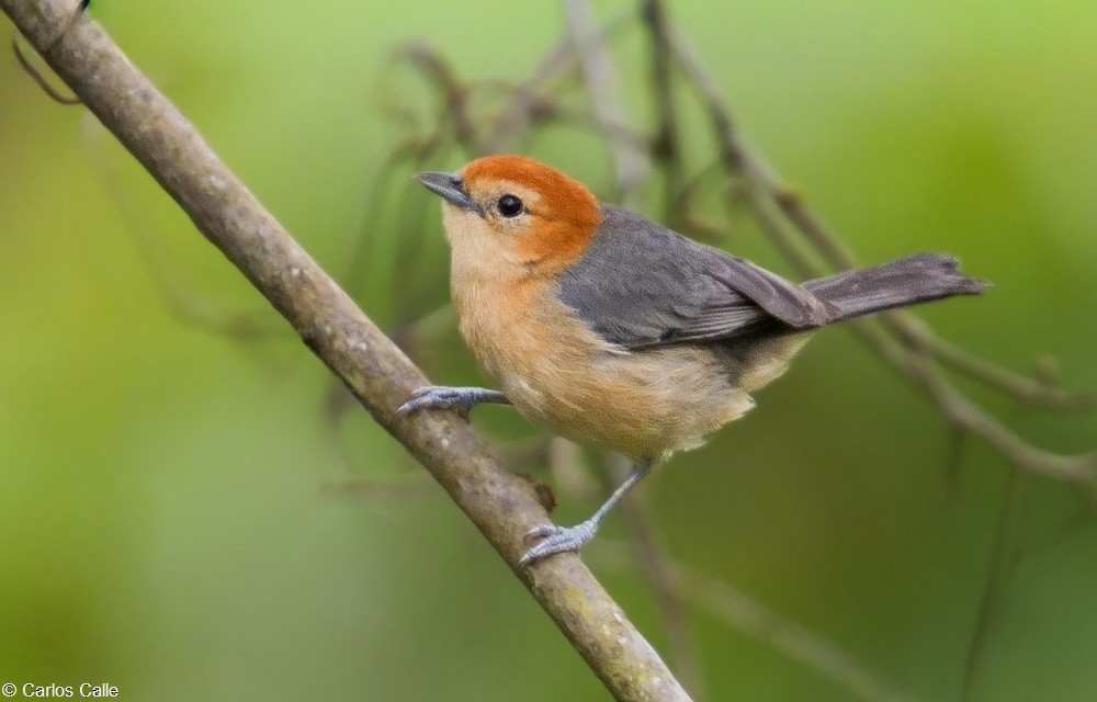 Buff-bellied Tanager - ML652587328