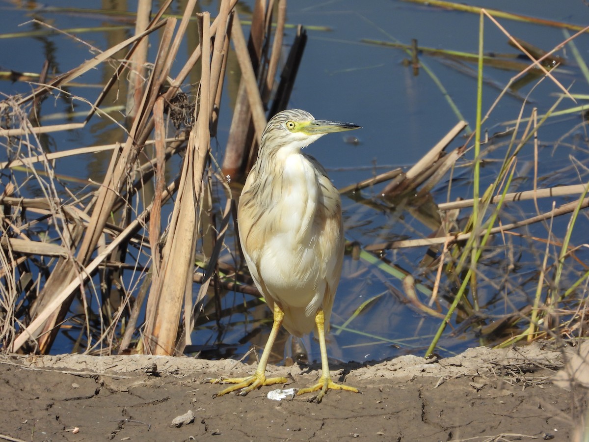 Squacco Heron - ML652587333