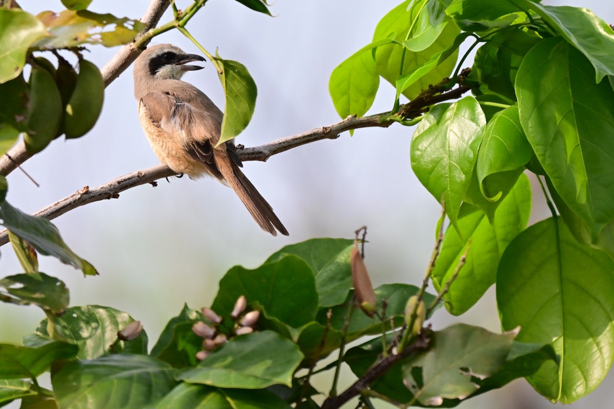 노랑때까치 - ML652587334