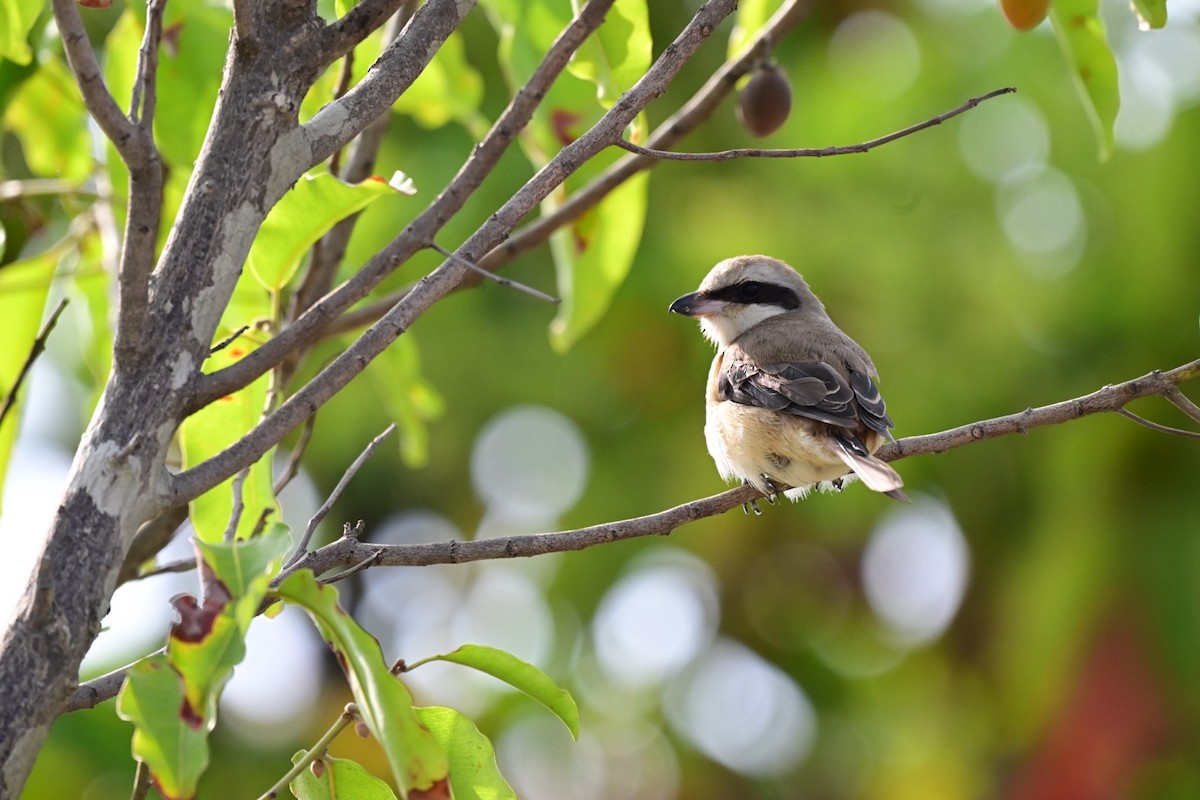 노랑때까치 - ML652587335