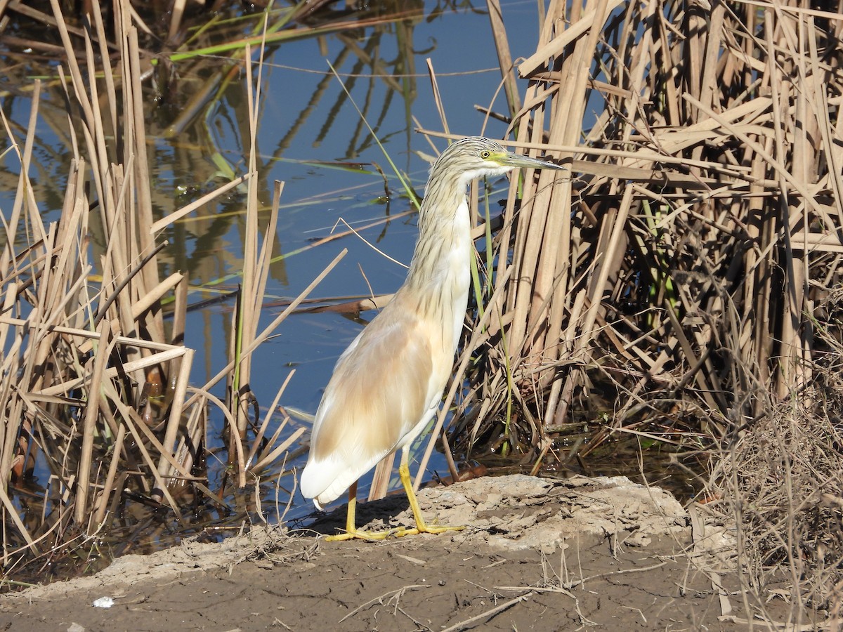 Squacco Heron - ML652587336