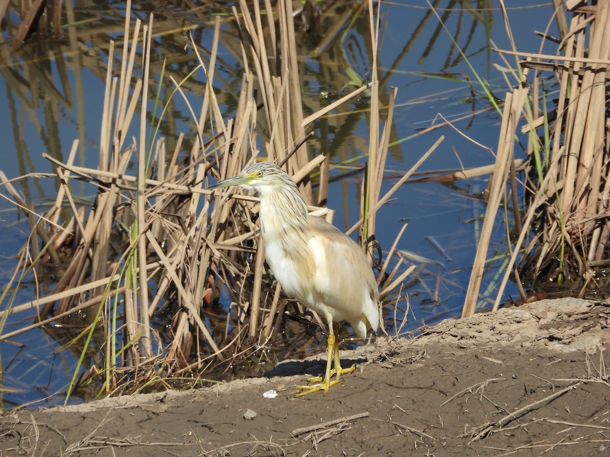Squacco Heron - ML652587337