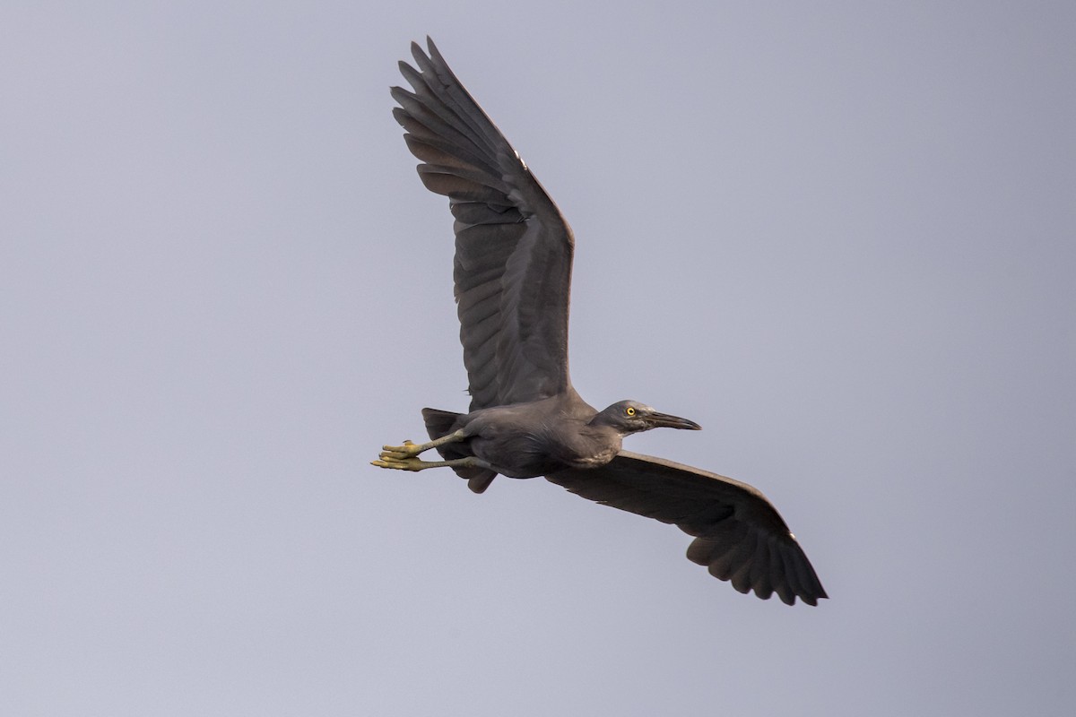 흑로 - ML652587341