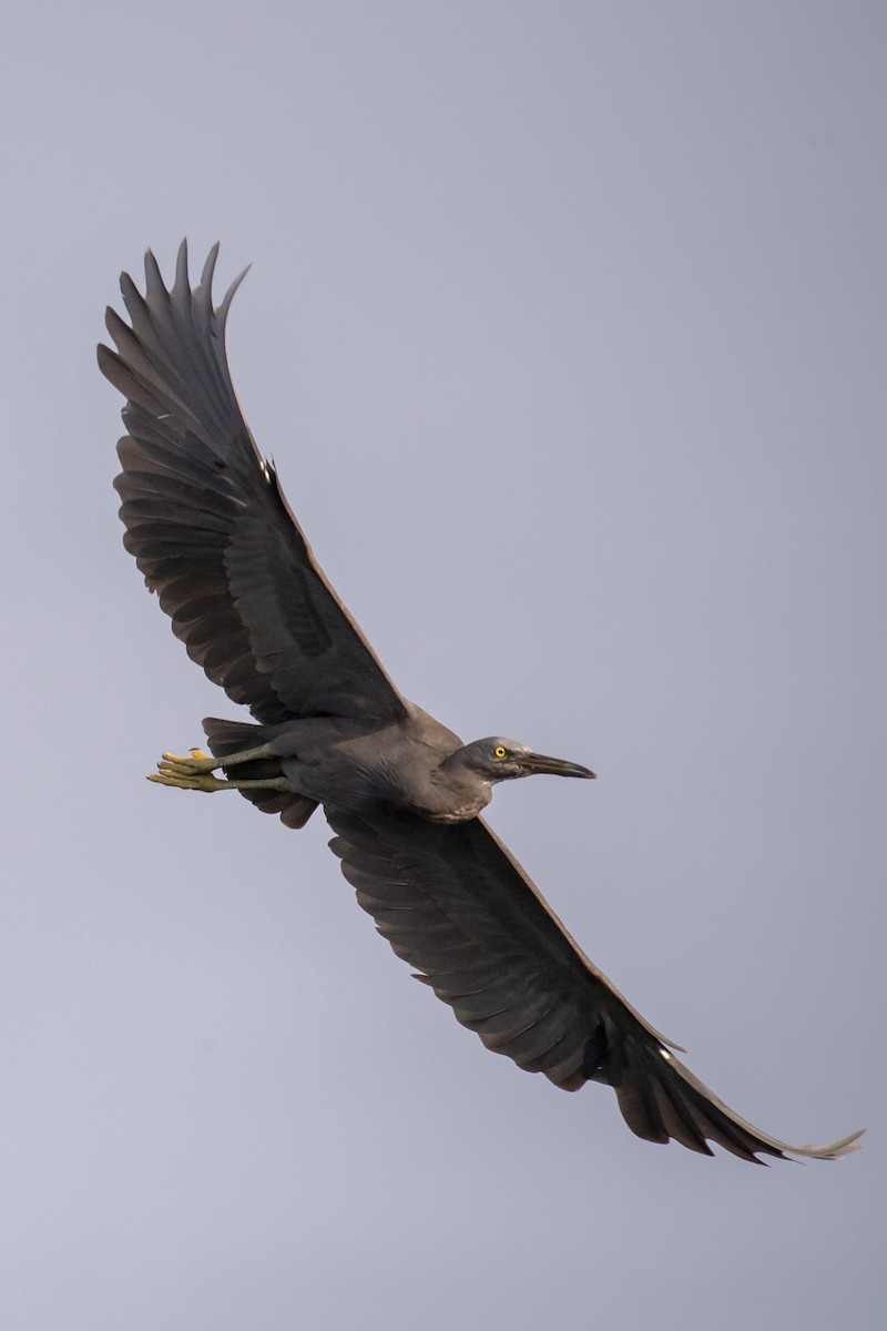 흑로 - ML652587342