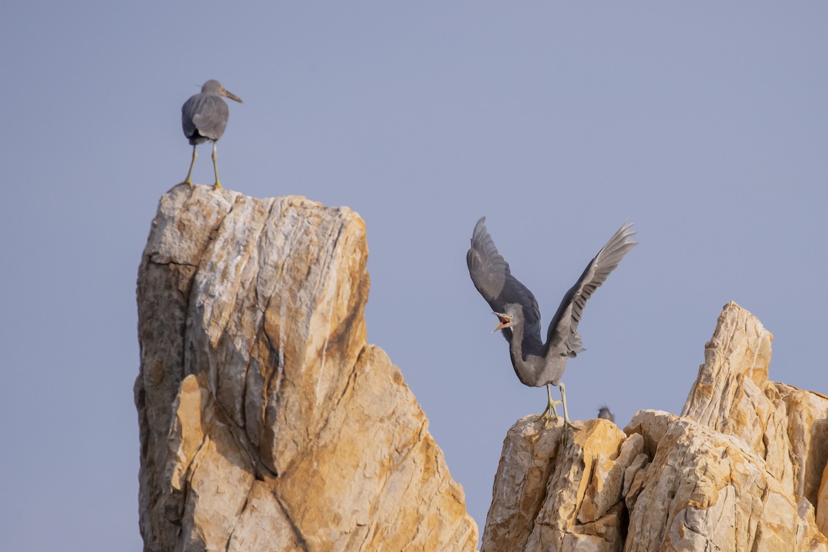 흑로 - ML652587343