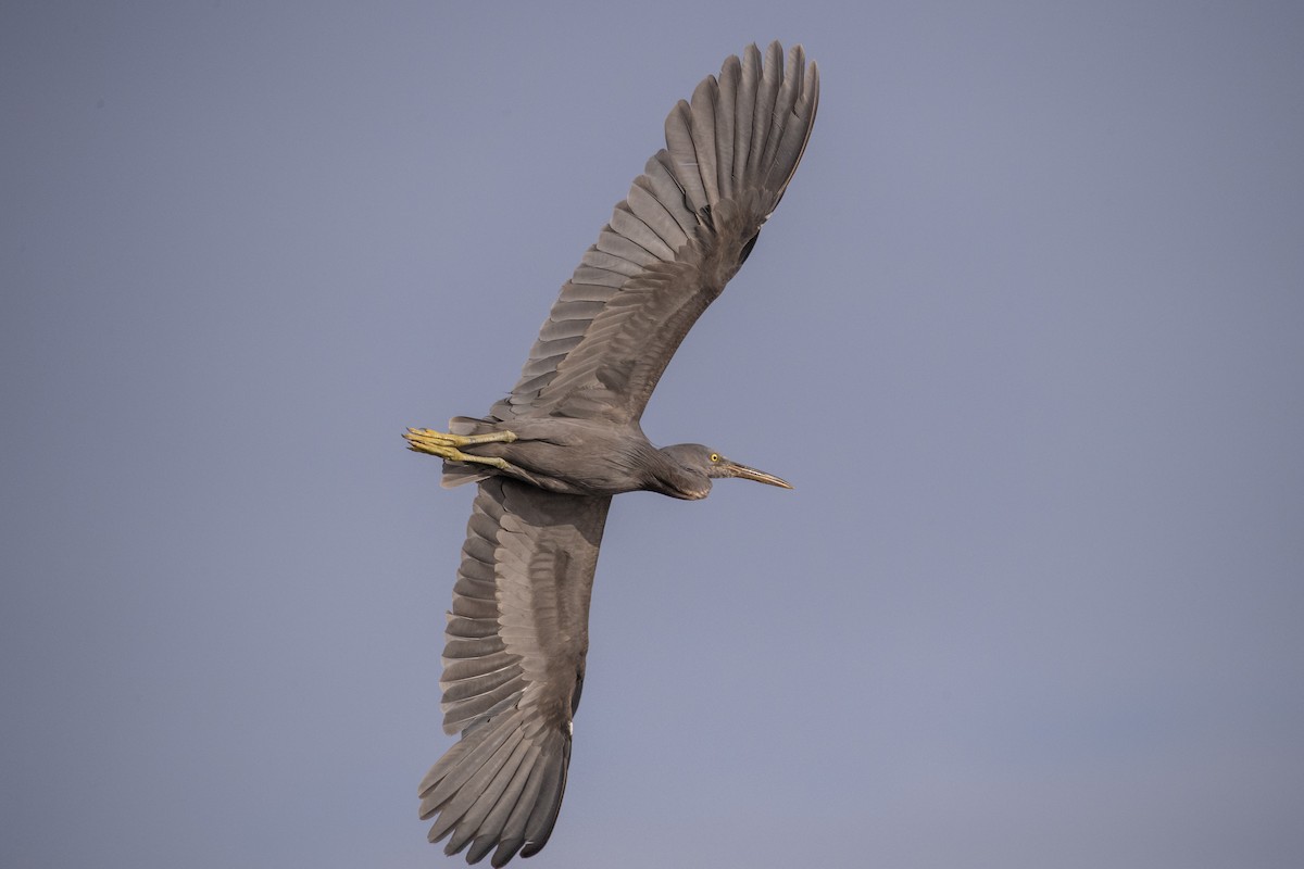 흑로 - ML652587345