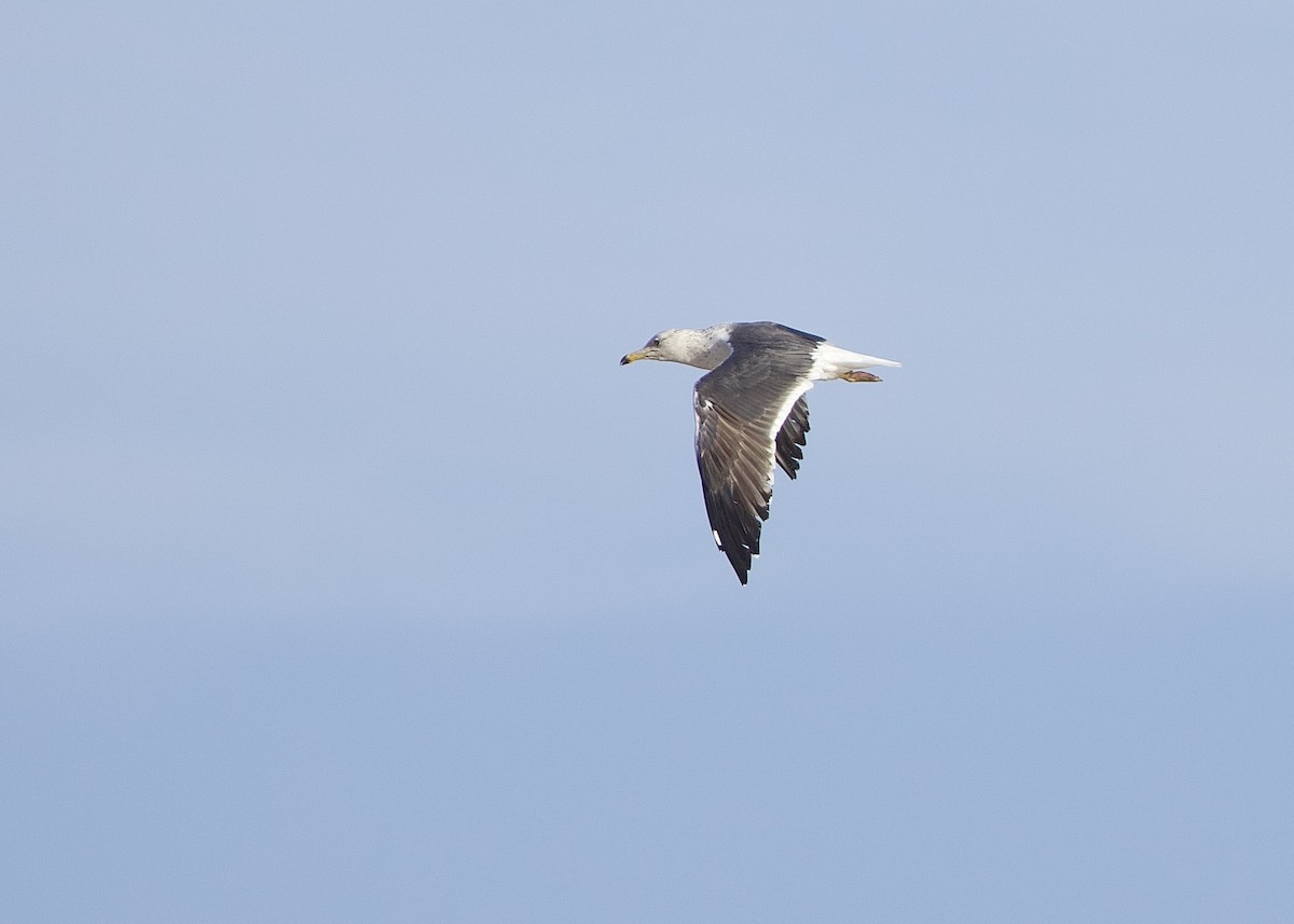 검은등갈매기 - ML652587349