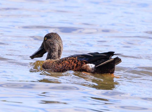 Australasian Shoveler - ML652587350