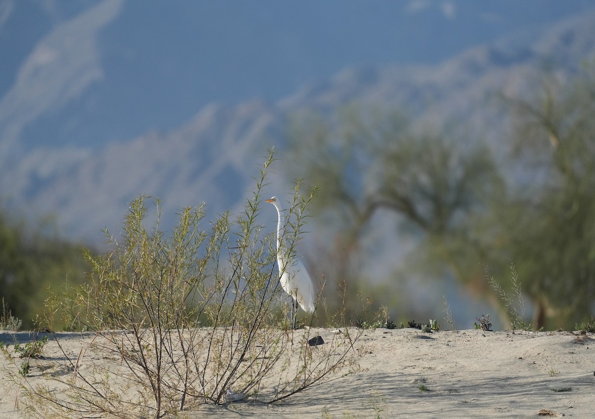 중대백로 - ML652587352