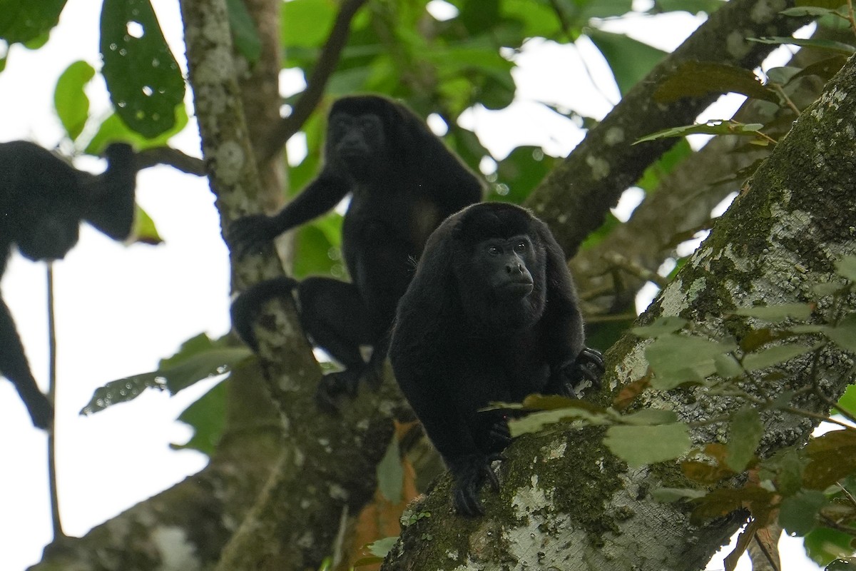 Mantled Howler Monkey - ML652587353
