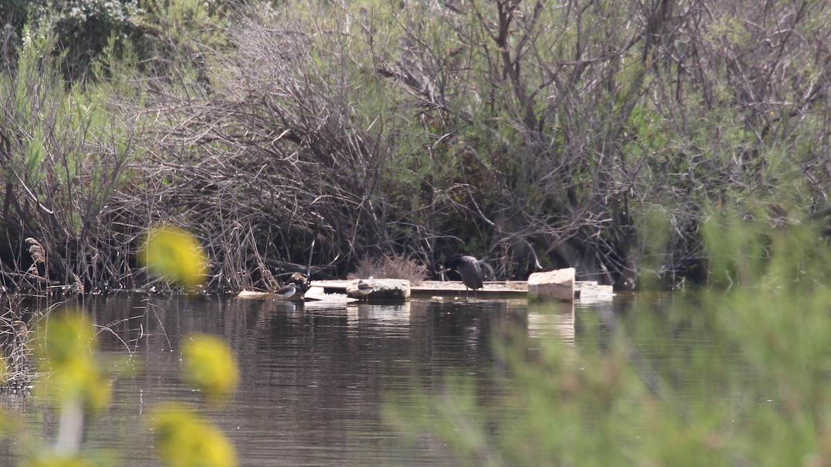 깝작도요 - ML652587354