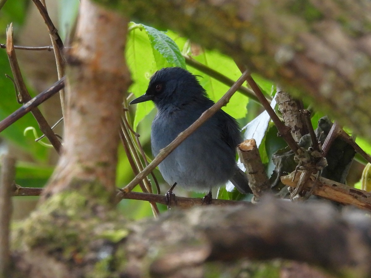 Bluish Flowerpiercer - ML652587355