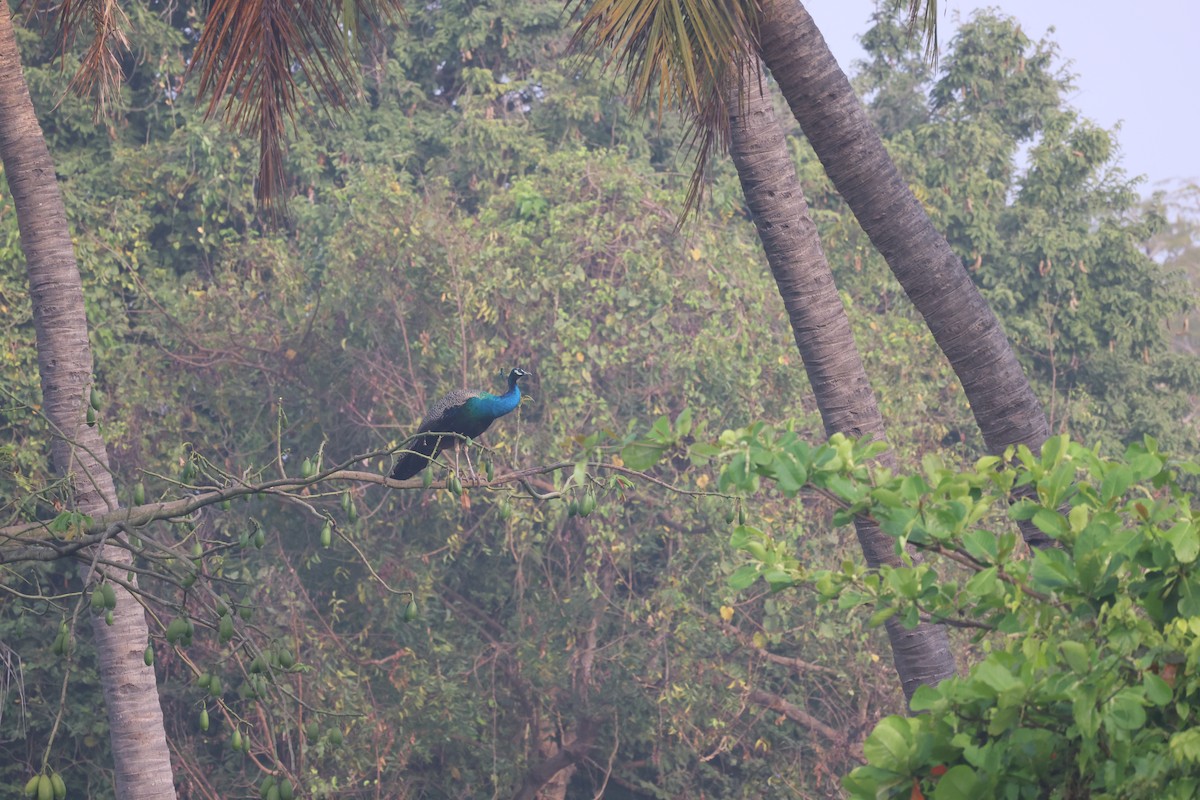 공작 - ML652587356