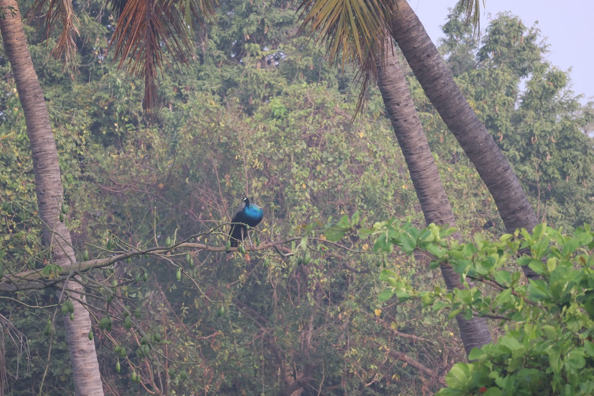 공작 - ML652587357