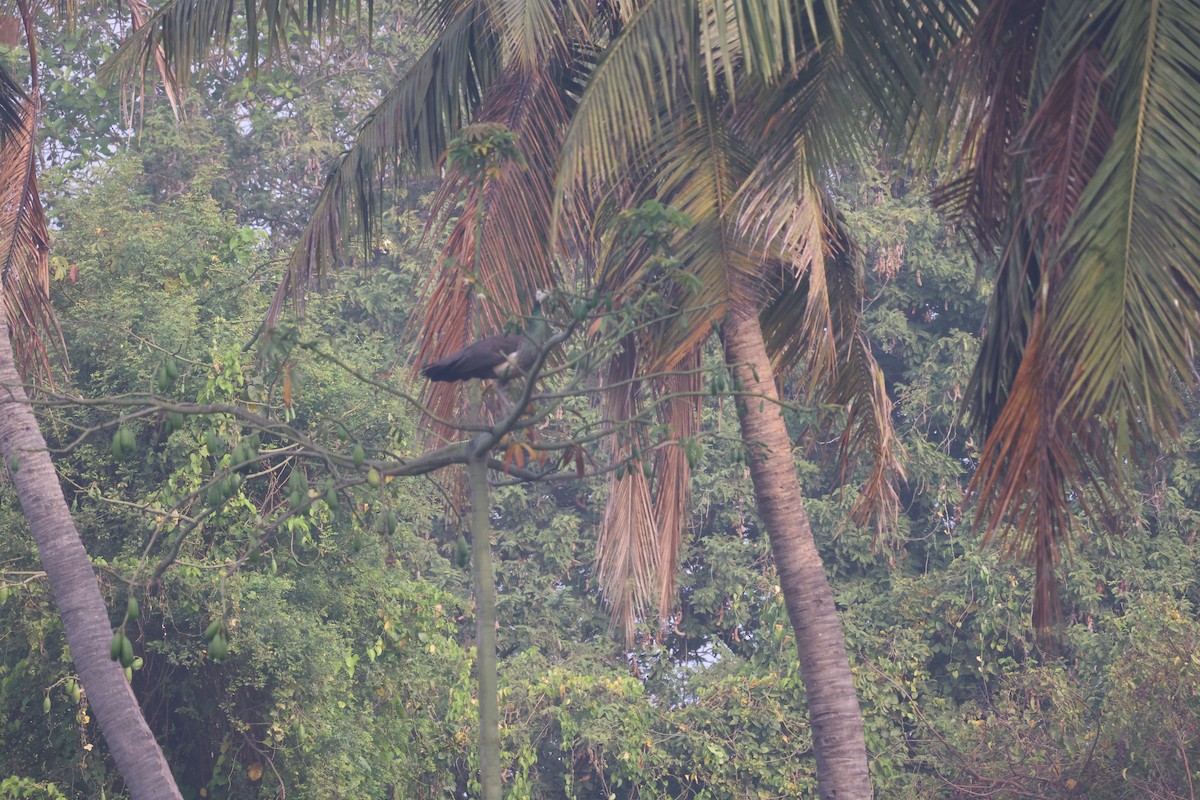 공작 - ML652587358