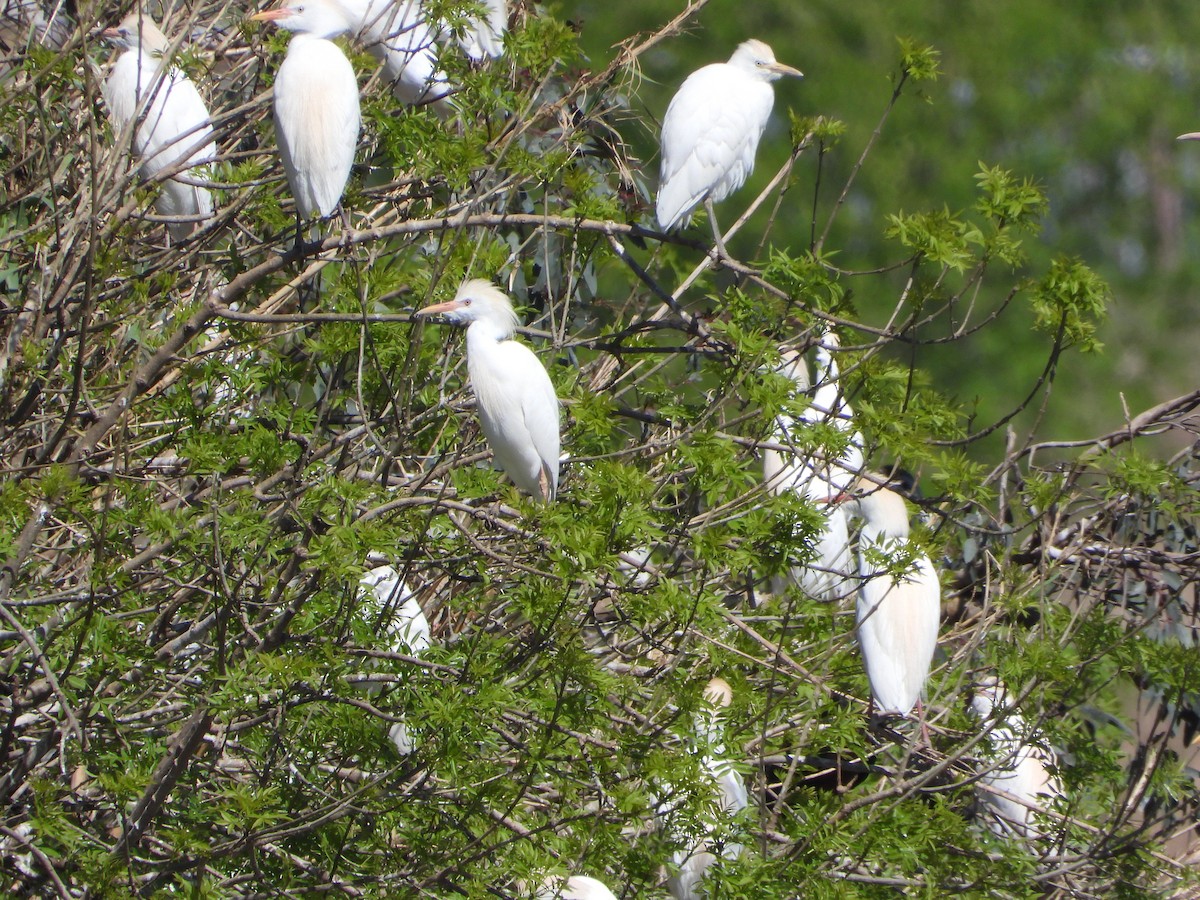 Western Cattle-Egret - ML652587359