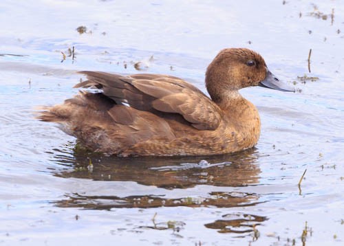 Hardhead - ML652587360