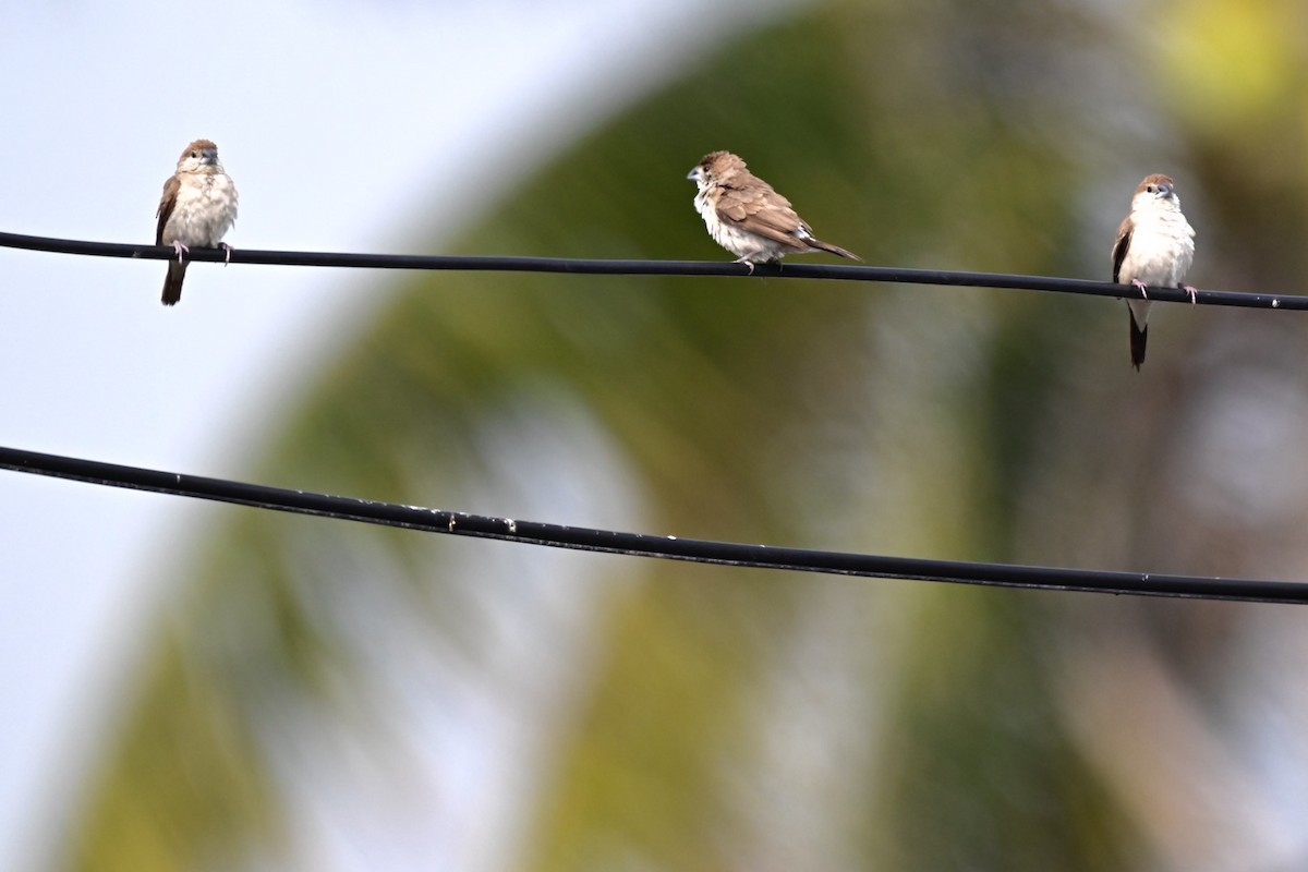 얼룩무늬납부리새 - ML652587361