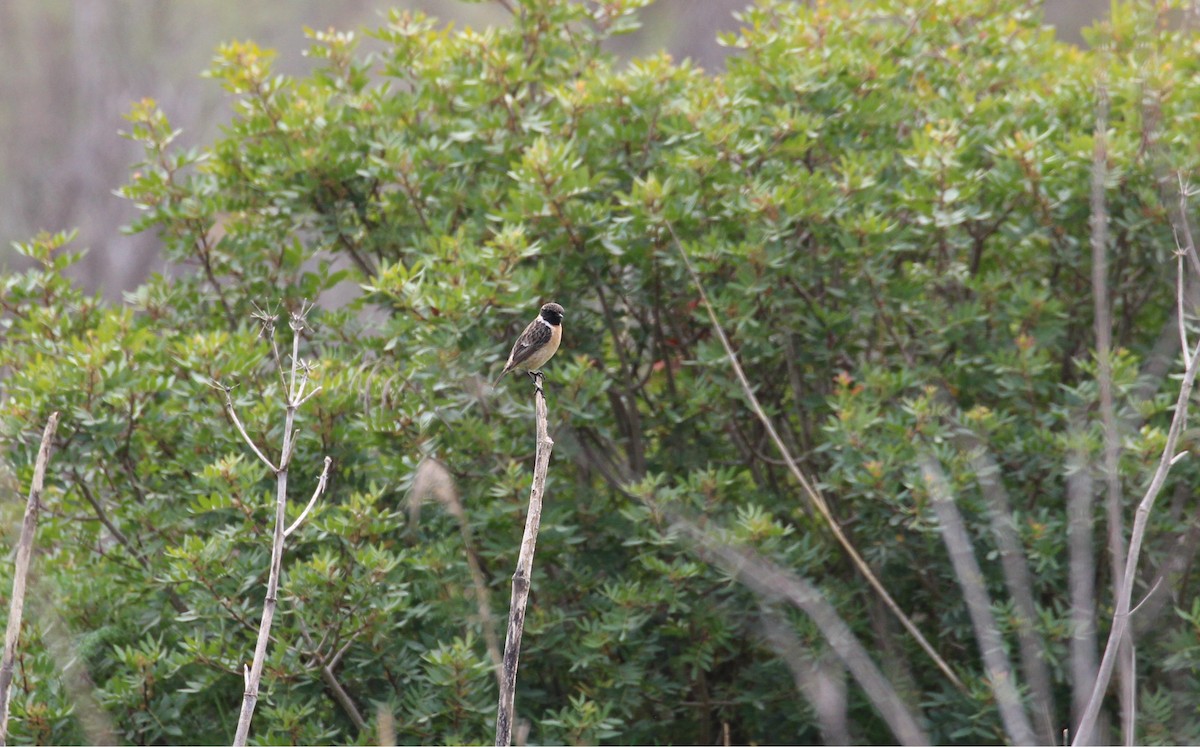 Eurasian Linnet - ML652587362