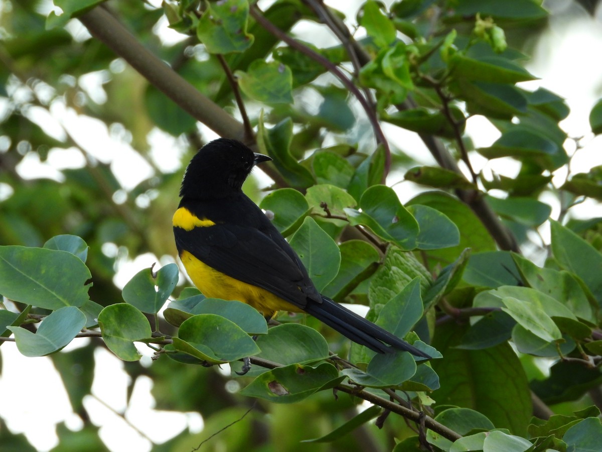 Black-cowled Oriole - ML652587363