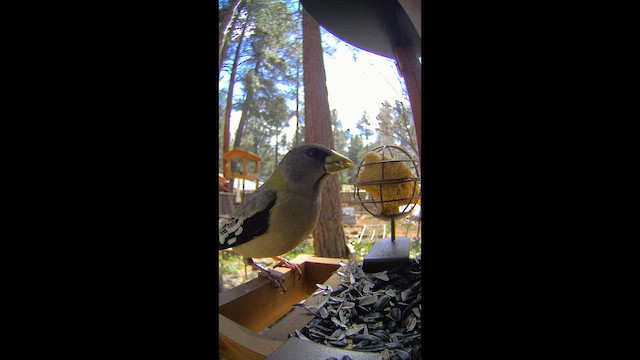 Picogordo Vespertino - ML652587364